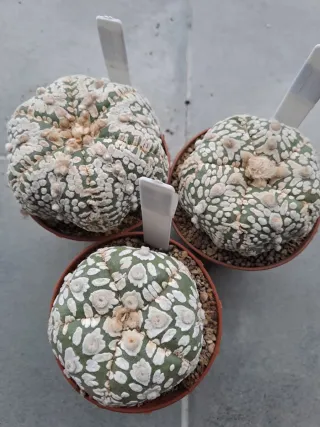 Cactus 3x Astrophytum