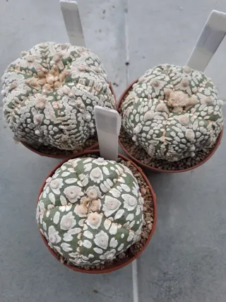 Cactus 3x Astrophytum
