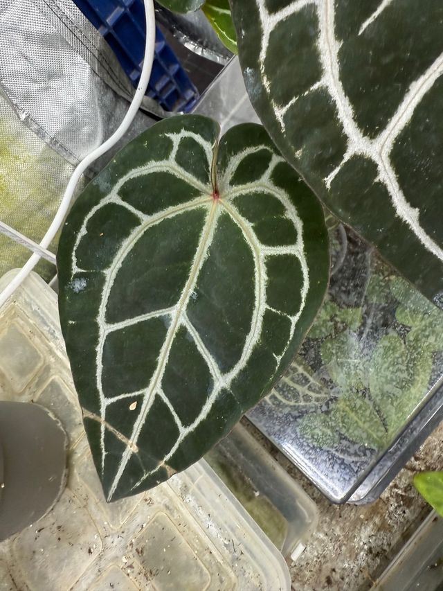 Anthurium Dark Handsome 9 × Red Velvet Cake 24 #2