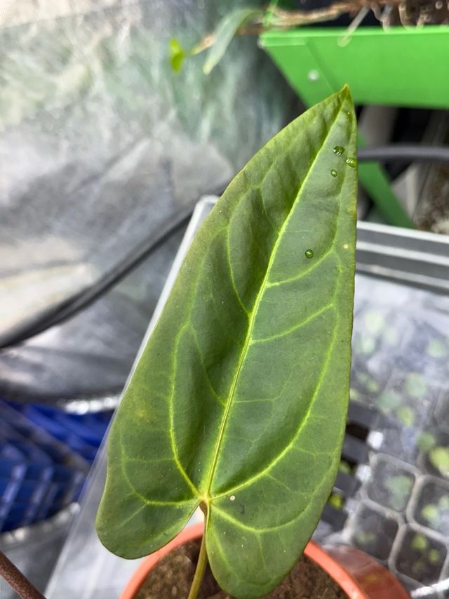 Anthurium Dark Handsome 9 × Red Velvet Cake 24 #2
