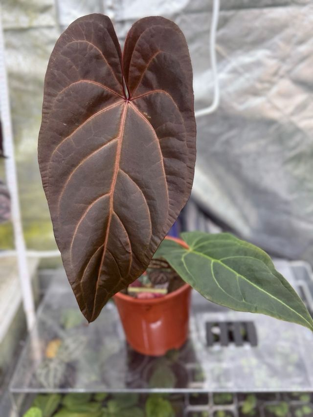 Anthurium Dark Handsome 9 × Red Velvet Cake 24 #2