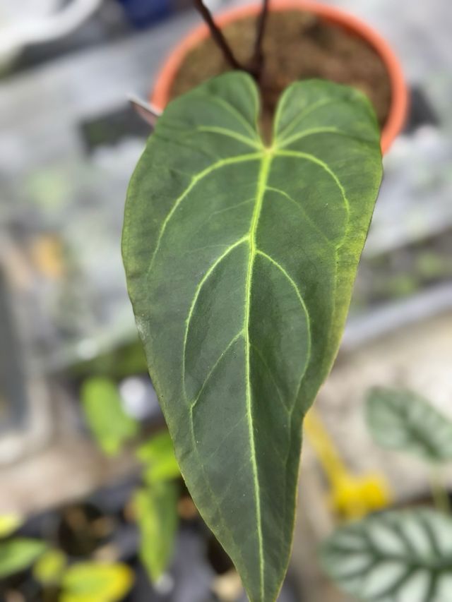 Anthurium Dark Handsome 9 × Red Velvet Cake 24 #2
