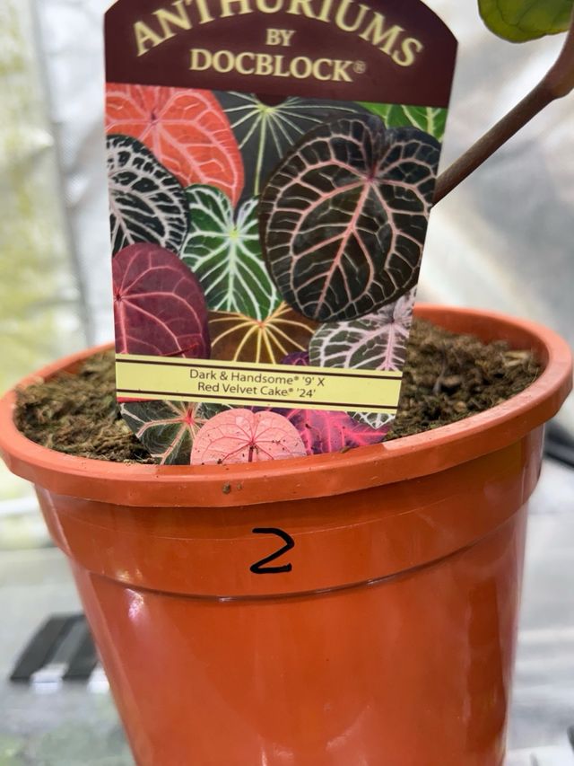 Anthurium Dark Handsome 9 × Red Velvet Cake 24 #2