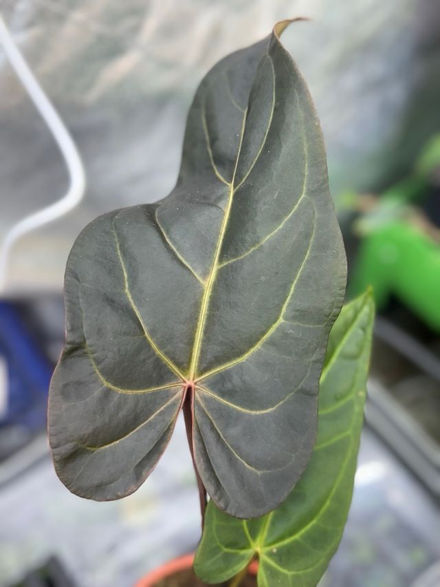 Anthurium Dark Handsome 9 × Red Velvet Cake 24 #2