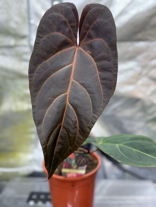 Anthurium Dark Handsome 9 × Red Velvet Cake 24 #2