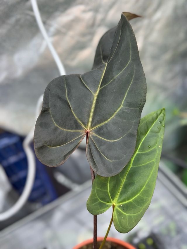 Anthurium Dark Handsome 9 × Red Velvet Cake 24 #2