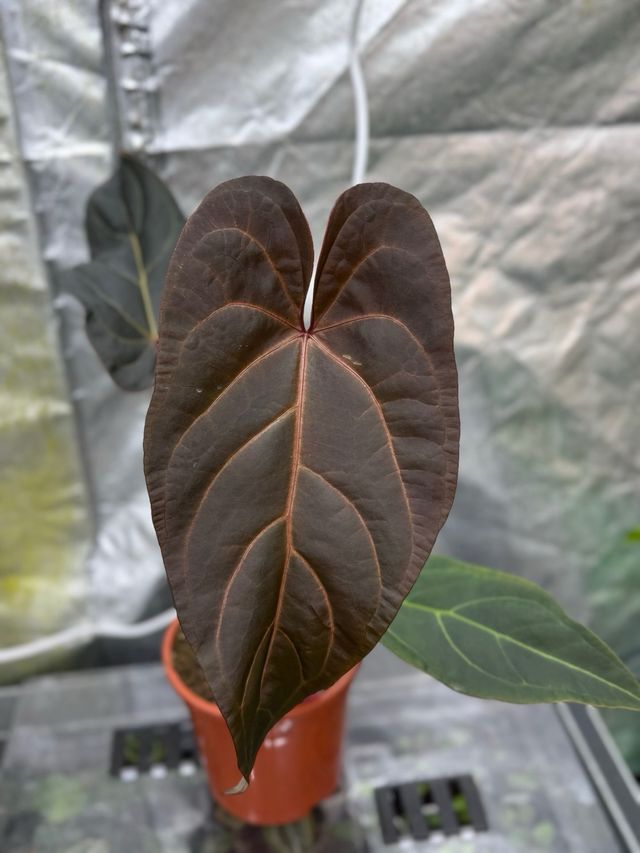 Anthurium Dark Handsome 9 × Red Velvet Cake 24 #2