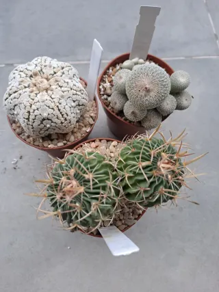 Lote 3 Cactus Variados