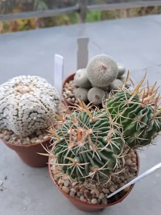 Lote 3 Cactus Variados