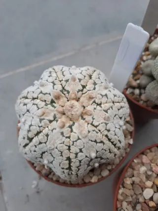 Lote 3 Cactus Variados
