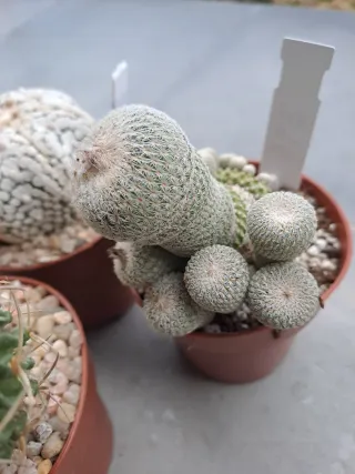 Lote 3 Cactus Variados