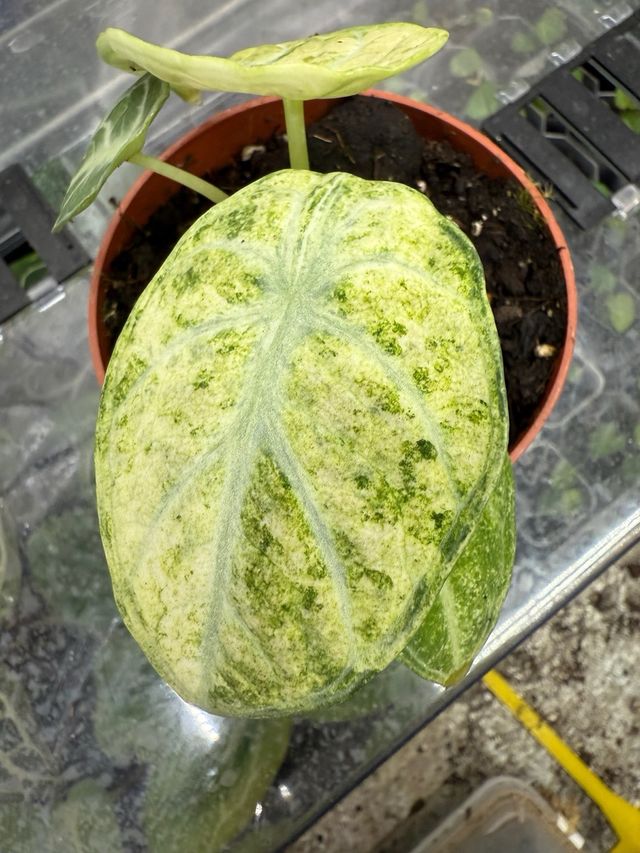 Alocasia Ninja Variegada Planta Rara