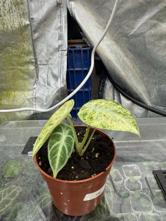 Alocasia Ninja Variegada Planta Rara