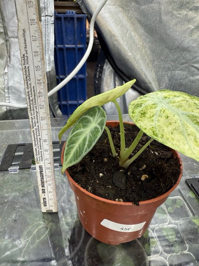 Alocasia Ninja Variegada Planta Rara