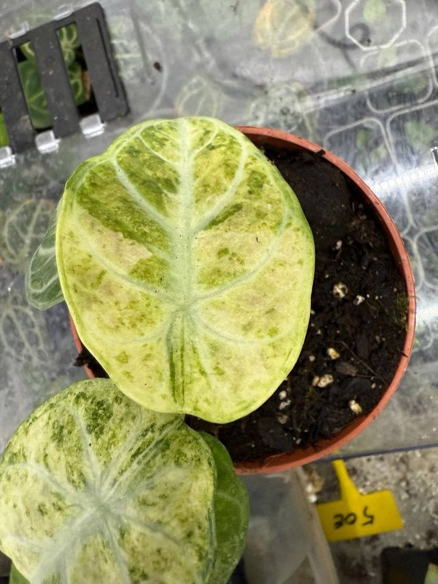 Alocasia Ninja Variegada Planta Rara