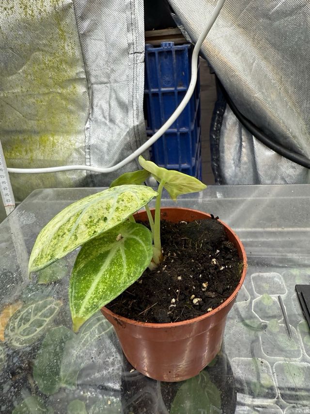 Alocasia Ninja Variegada Planta Rara