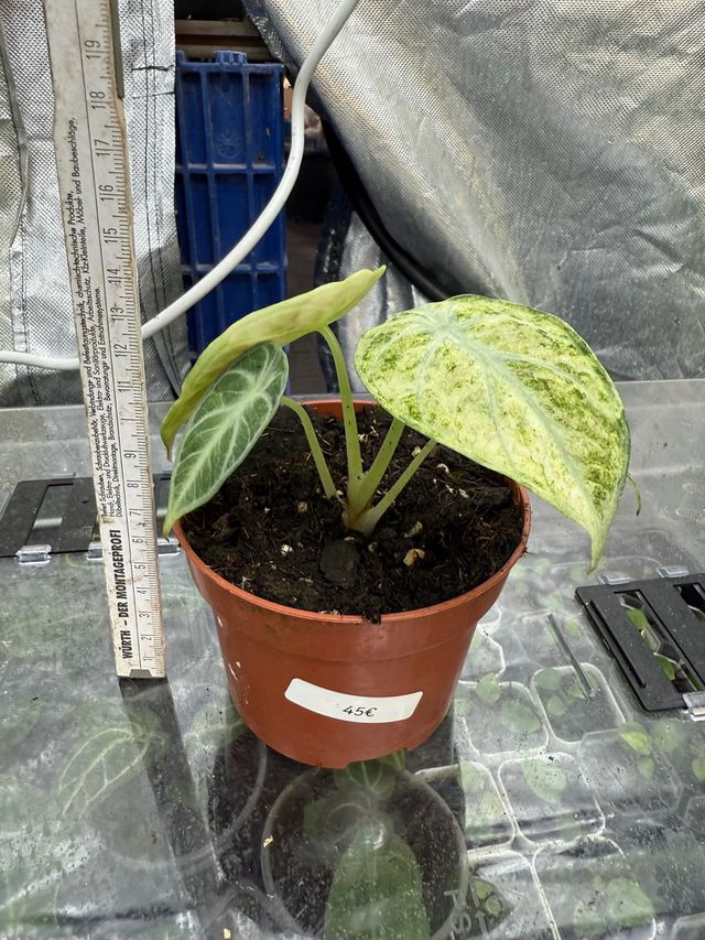 Alocasia Ninja Variegada Planta Rara