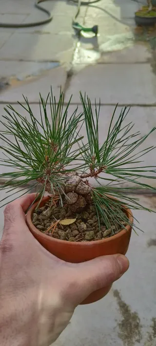 Pinus thunbergii Mame Bonsai