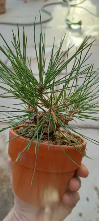Pinus thunbergii Mame Bonsai