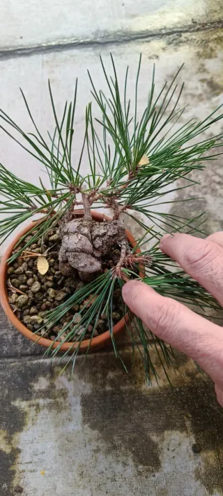 Pinus thunbergii Mame Bonsai