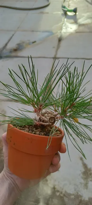 Pinus thunbergii Mame Bonsai