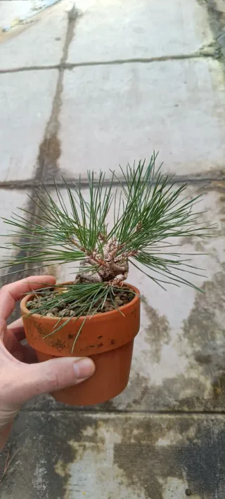 Pinus thunbergii Mame Bonsai