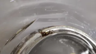 Ciotola in vetro con base in metallo