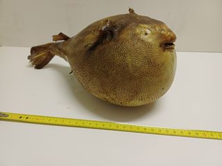 Lotto 5 pesci palla essiccati vintage