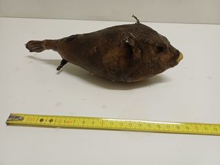 Lotto 5 pesci palla essiccati vintage