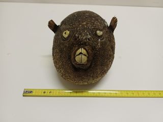 Lotto 5 pesci palla essiccati vintage