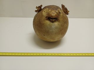 Lotto 5 pesci palla essiccati vintage