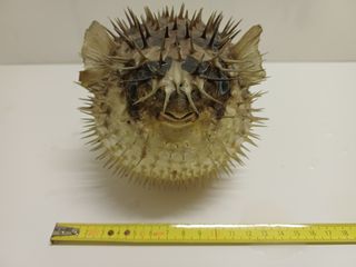 Lotto 5 pesci palla essiccati vintage