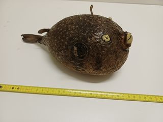 Lotto 5 pesci palla essiccati vintage