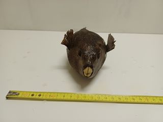 Lotto 5 pesci palla essiccati vintage