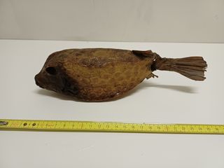 Lotto 5 pesci palla essiccati vintage