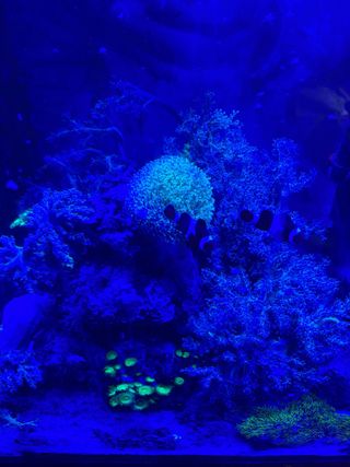 Acuario Marino Pecera Completa