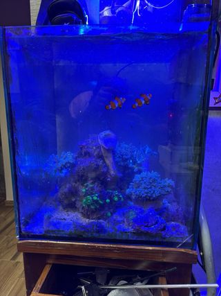 Acuario Marino Pecera Completa