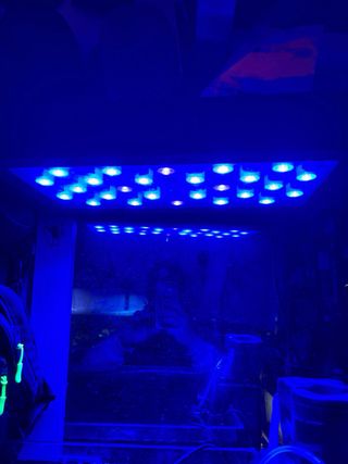 Acuario Marino Pecera Completa