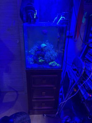 Acuario Marino Pecera Completa