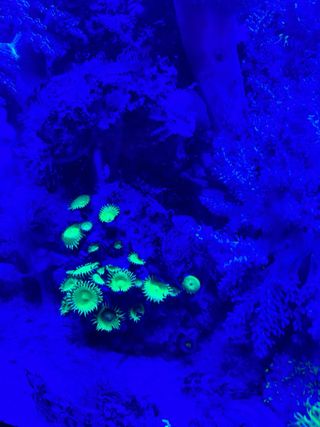 Acuario Marino Pecera Completa