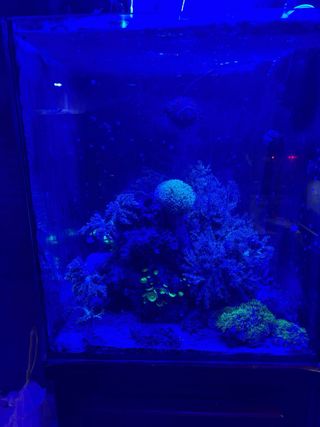 Acuario Marino Pecera Completa