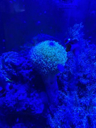 Acuario Marino Pecera Completa