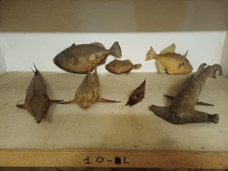 Lotto 7 pesci essiccati (squalo, ecc.)