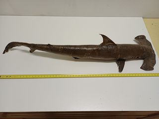 Lotto 7 pesci essiccati (squalo, ecc.)