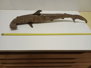 Lotto 7 pesci essiccati (squalo, ecc.)