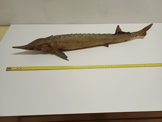 Lotto 7 pesci essiccati (squalo, ecc.)