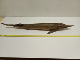 Lotto 7 pesci essiccati (squalo, ecc.)