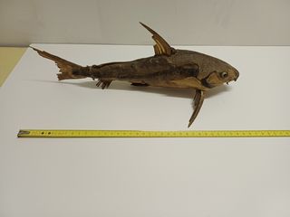 Lotto 7 pesci essiccati (squalo, ecc.)