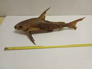 Lotto 7 pesci essiccati (squalo, ecc.)