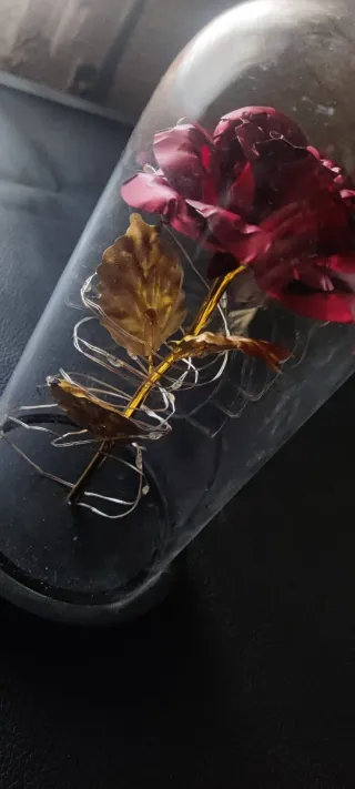 Rosa de la dama y la bestia en urna de cristal